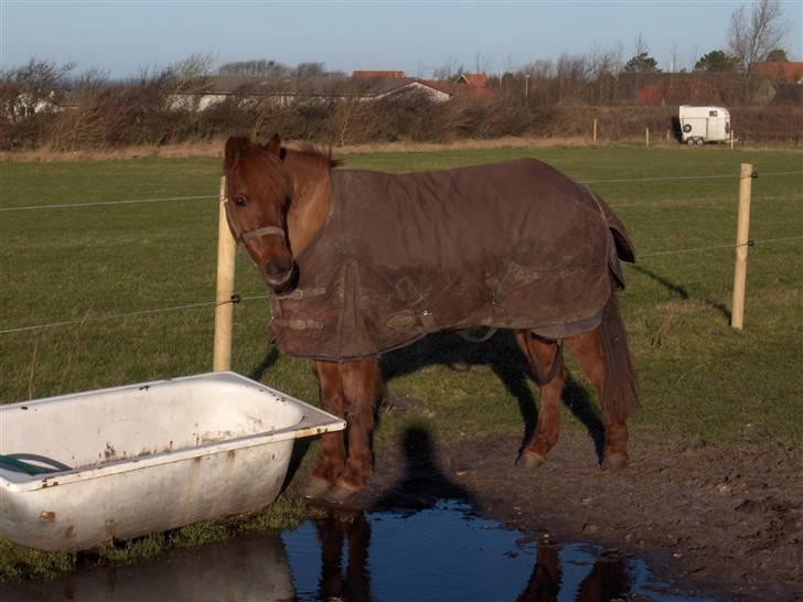 Anden særlig race Cassius*bambam*  SOLGT:´( billede 12