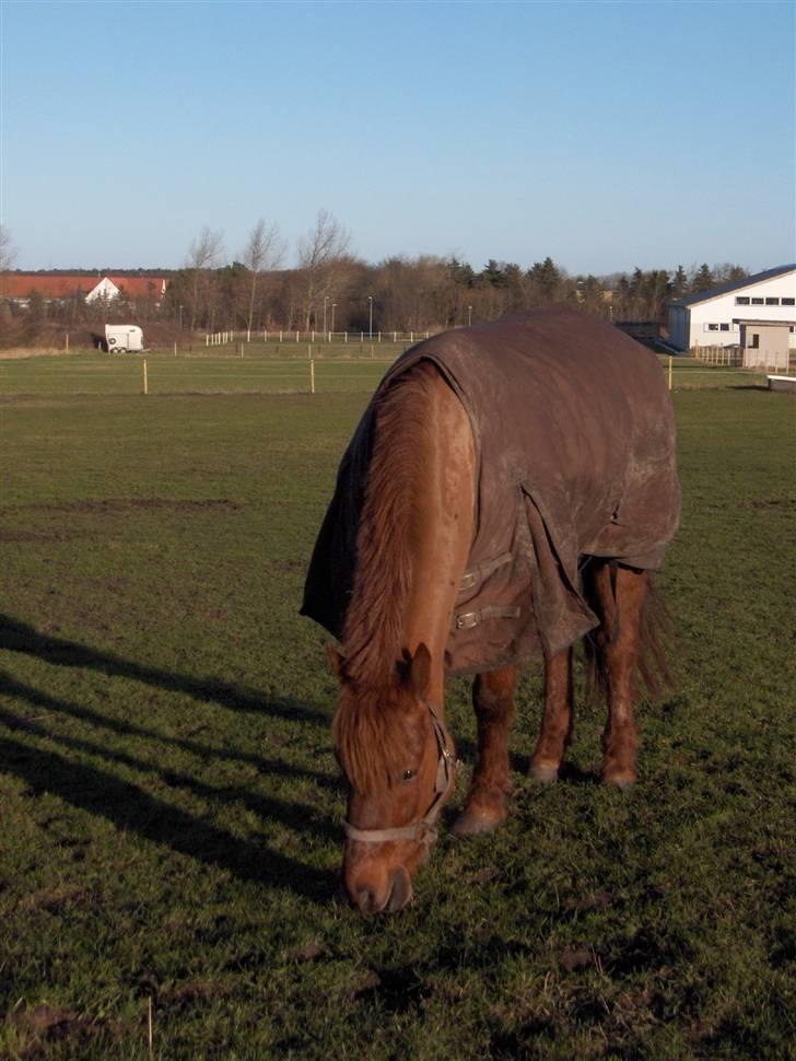 Anden særlig race Cassius*bambam*  SOLGT:´( billede 13