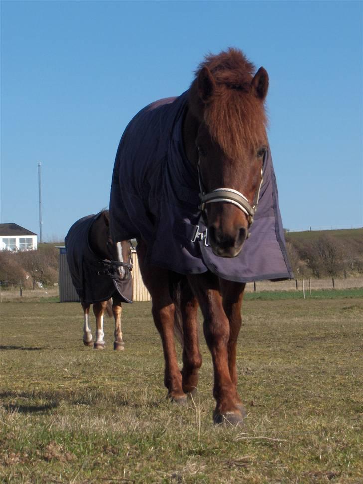 Anden særlig race Cassius*bambam*  SOLGT:´( - verdens smukkeste og sødeste pony man kan ønske siig<333 han har charme selv om han ser sur ud men han gør ikke en flue fortræd<333  billede 17