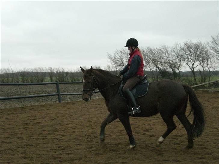 Dansk Varmblod May Engvang - Koncentreret arbejde, Pyha !. Undervisning på den udendørs bane. billede 6