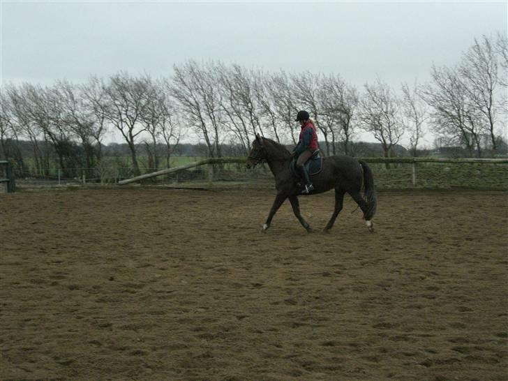Dansk Varmblod May Engvang - Opvarmning inden undervisning. Jeg hidser mig altid lidt op il letridning (fnis) billede 7