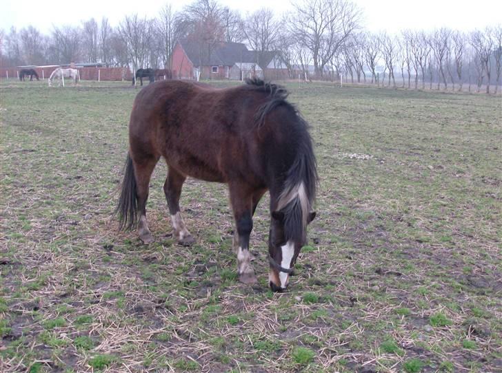 Anden særlig race Chico ( Bamse Far) Himmel pony ( savnet altid ) - han er næsten lige kommet hjem til mig så jeg måtte zoom ind på ham billede 9