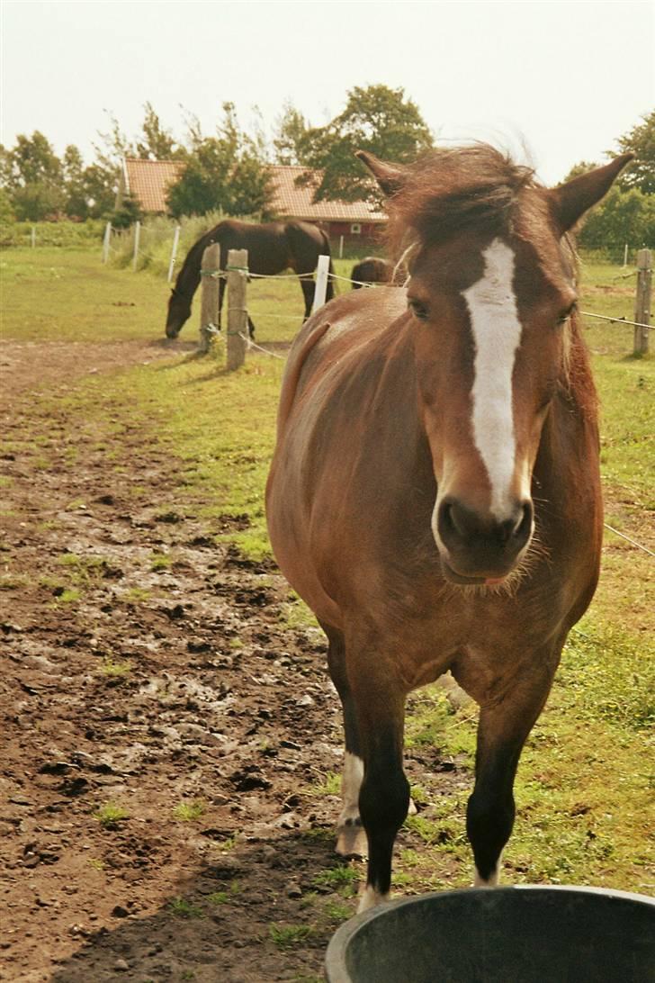Anden særlig race Chico ( Bamse Far) Himmel pony ( savnet altid ) - nej jeg gider ikke mer  billede 12