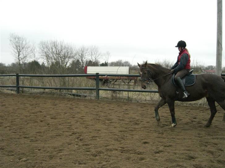 Dansk Varmblod May Engvang - Stadig undervisning. Bliver vi da aldrig færdige !! det er hårdt. Hi Hi billede 8