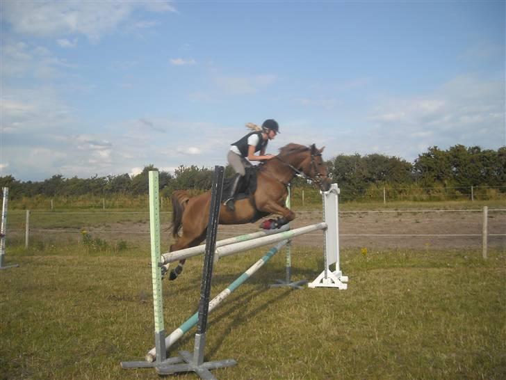 Hollandsk Sportspony Chakira  - springer 115:) billede 3