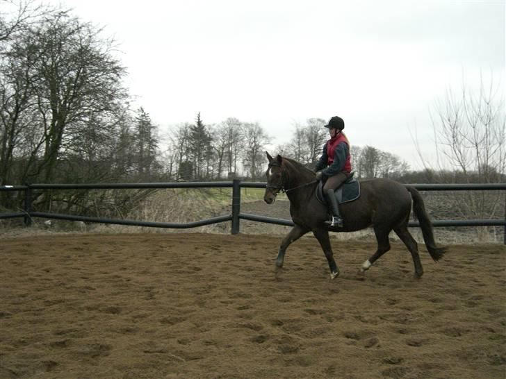 Dansk Varmblod May Engvang - Opvarmning igen til undervisning. billede 9