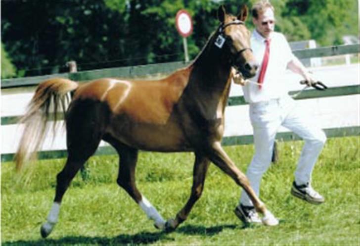 Hollandsk Sportspony Chakira  - fra gamle ejer i holland, hun er her 4 år :) billede 14