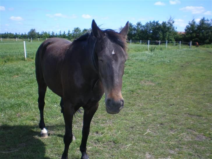 Traver Jet Queen ( laika/ pigen)[Vil Altid være savnet] - Hey and velkommen  til Larikas profil. INGEN AF BILLEDERN MÅ KOPIRERS... billede 1