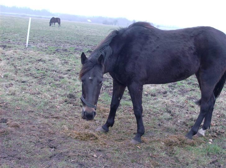 Traver Jet Queen ( laika/ pigen)[Vil Altid være savnet] billede 2
