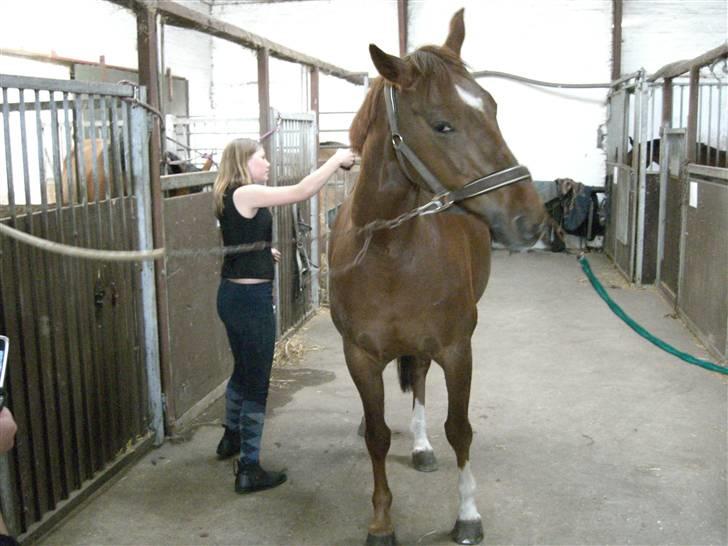 Dansk Varmblod May Engvang - Første gang jeg så min nye ejer ! Hvad mon hun er for én ? Hmmm billede 10