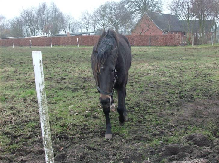 Traver Jet Queen ( laika/ pigen)[Vil Altid være savnet] billede 3