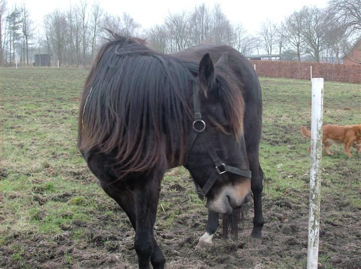 Traver Jet Queen ( laika/ pigen)[Vil Altid være savnet] billede 4