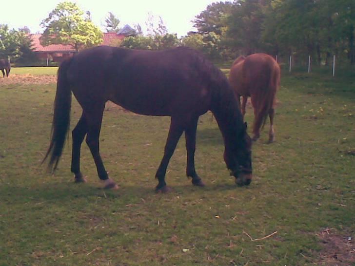 Traver Jet Queen ( laika/ pigen)[Vil Altid være savnet] billede 5
