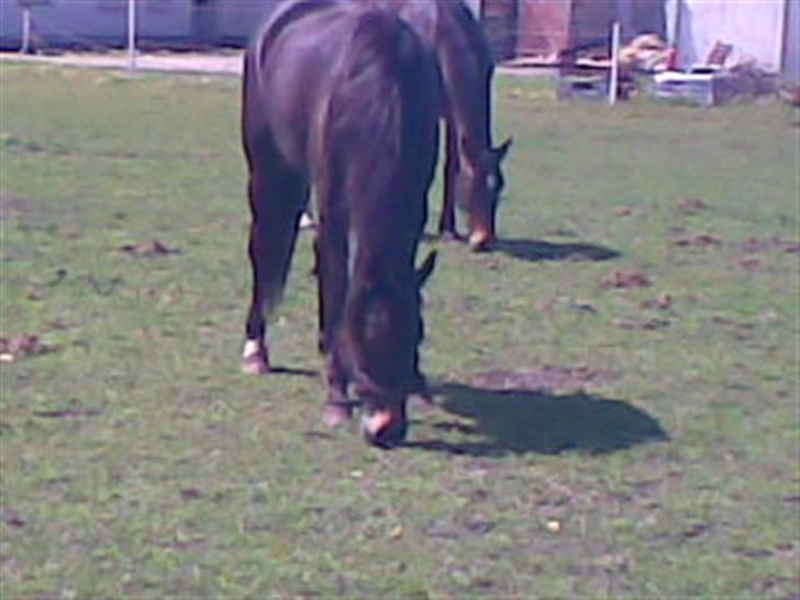 Traver Jet Queen ( laika/ pigen)[Vil Altid være savnet] billede 6
