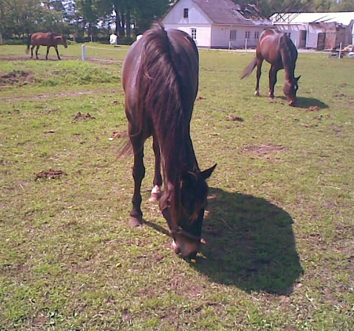 Traver Jet Queen ( laika/ pigen)[Vil Altid være savnet] billede 7
