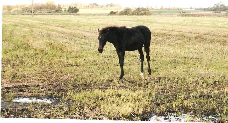 Traver Jet Queen ( laika/ pigen)[Vil Altid være savnet] billede 8