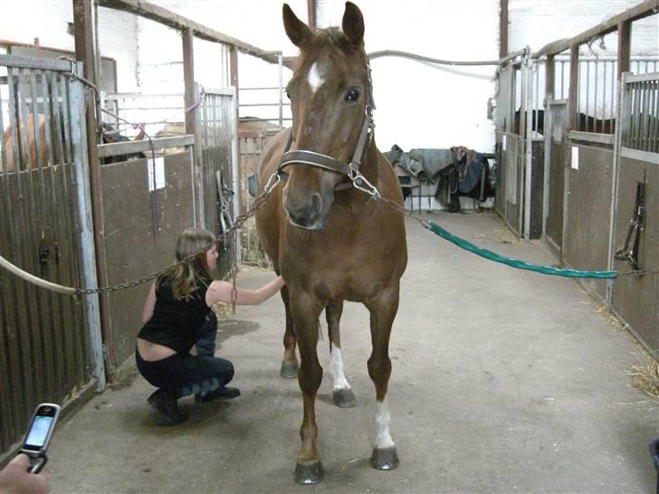 Dansk Varmblod May Engvang - Smukke smukke mig !! Hun er nu helt god til at strigle !! det tegner godt ! billede 11