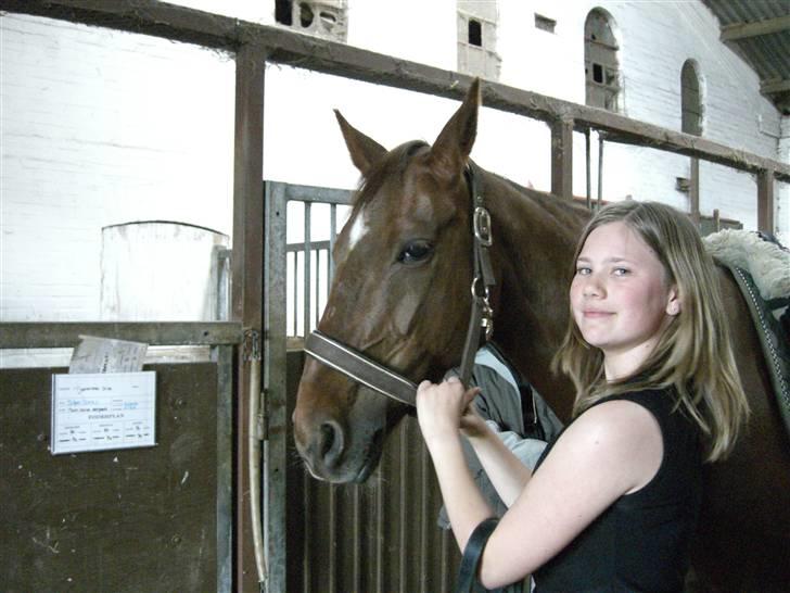 Dansk Varmblod May Engvang - Det er da vist kærlighed ved første blik ! Men jeg er jo også bare en steg - Hæ hæ billede 12