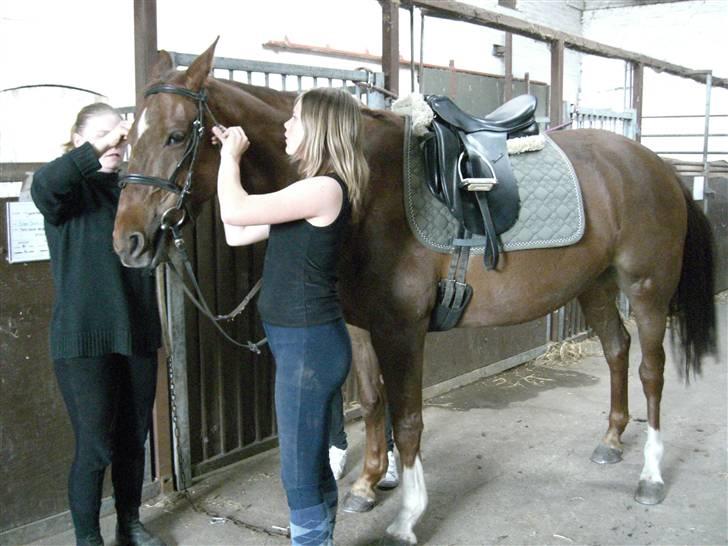 Dansk Varmblod May Engvang - Nu skal jeg også sadles op - øv vil hun nu også ride -- det var ellers lige så hyggeligt ! billede 13