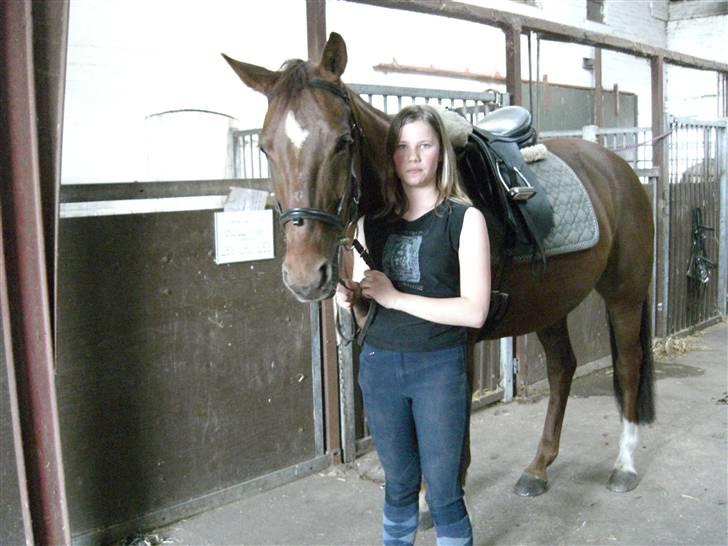 Dansk Varmblod May Engvang - Klar til første ridetur - skal jeg være sød eller skal jeg drille ? tænker lige lidt over det. billede 14