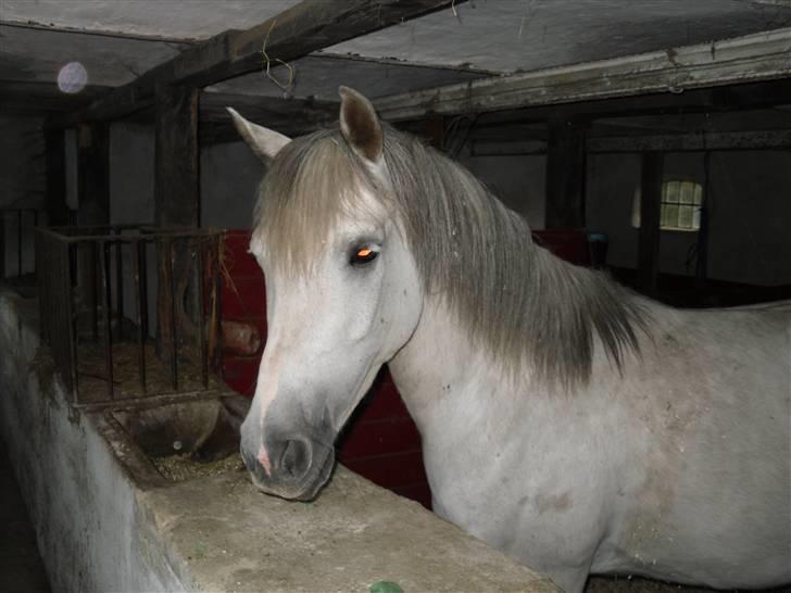 Welsh Partbred (Sec F) Zafir billede 7