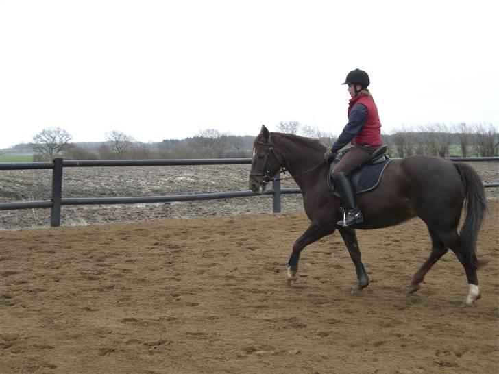 Dansk Varmblod May Engvang - Ja ja - vi bliver da bedre og bedre - også i letridning. Jeg kan da godt slappe af ! billede 15