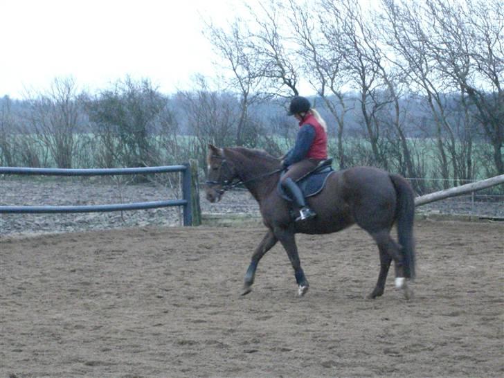 Dansk Varmblod May Engvang - Hovsa ! hvad skete der lige med opstillingen ! Vi skynder os videre. billede 16