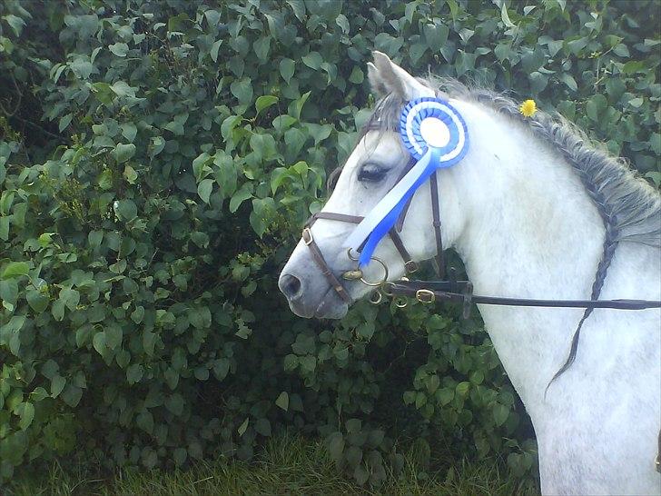 Welsh Pony (sec B) Lyngvejens Jack  - Velkommen til Lyngvejens Jack´s profil :)  billede 1