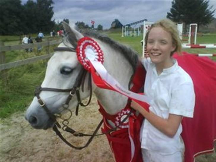 Welsh Pony (sec B) Lyngvejens Jack  - Distriktsmester 2007 !!! D3 billede 3