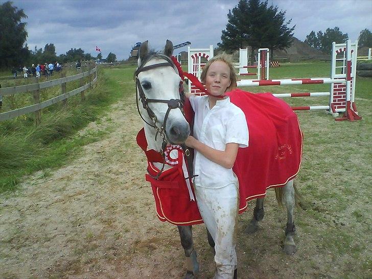 Welsh Pony (sec B) Lyngvejens Jack  - lille hoved :) billede 4