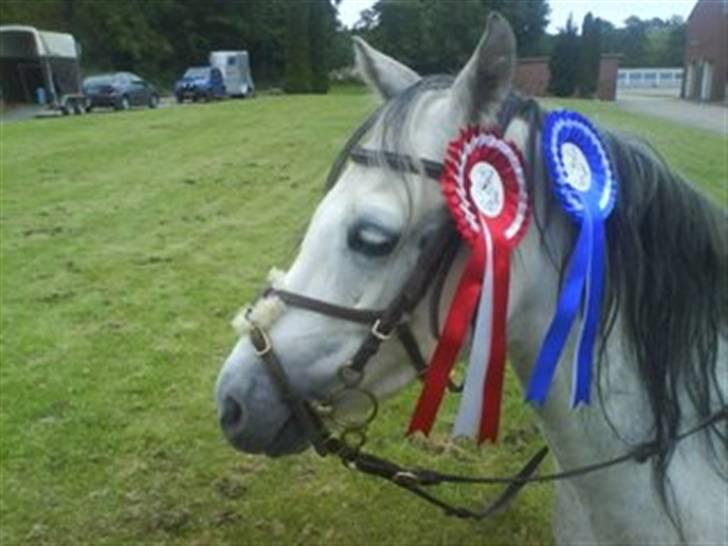 Welsh Pony (sec B) Lyngvejens Jack  - Kassernen i Næstved :) 2.plads i LA og 1.plads i MB 2007 billede 5