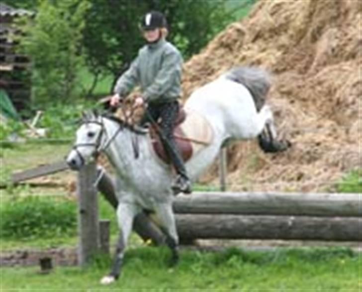 Welsh Pony (sec B) Lyngvejens Jack  - træningslejr i military på aavang ll. skensved 2007 billede 6