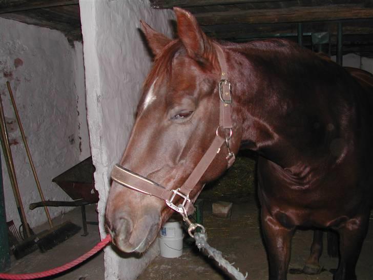 Dansk Varmblod May Engvang - Hvor er jeg bare teat efter en undervisnings time billede 17