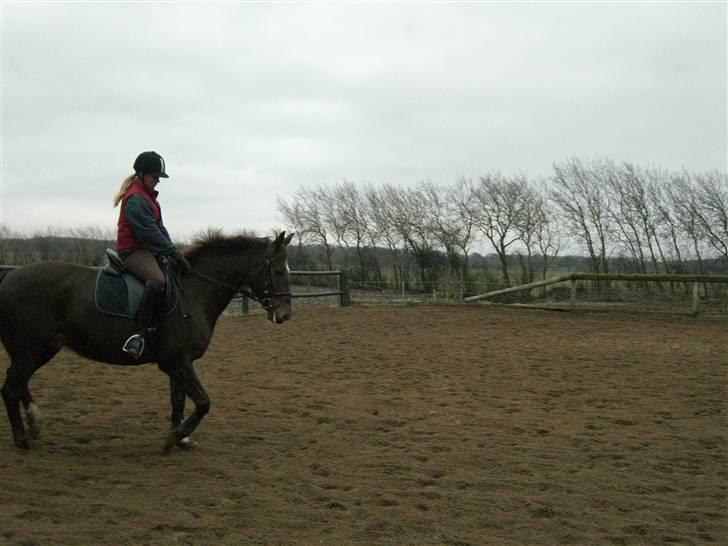 Dansk Varmblod May Engvang - Her traver vi af -jubiii nu skal jeg snart ind og have min Mash Uuuummmmmm billede 18