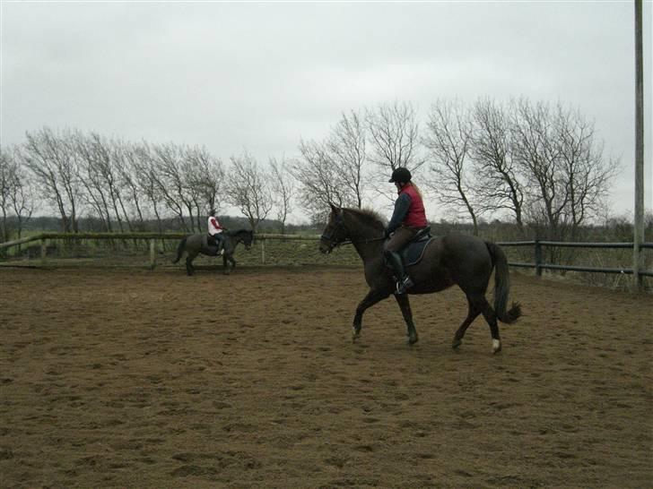 Dansk Varmblod May Engvang - Opvarmning - jeg hidser mig lige lidt op igen - fnis  billede 19