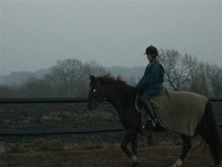 Dansk Varmblod May Engvang - Jeg skridter varm inden undervisning. billede 20