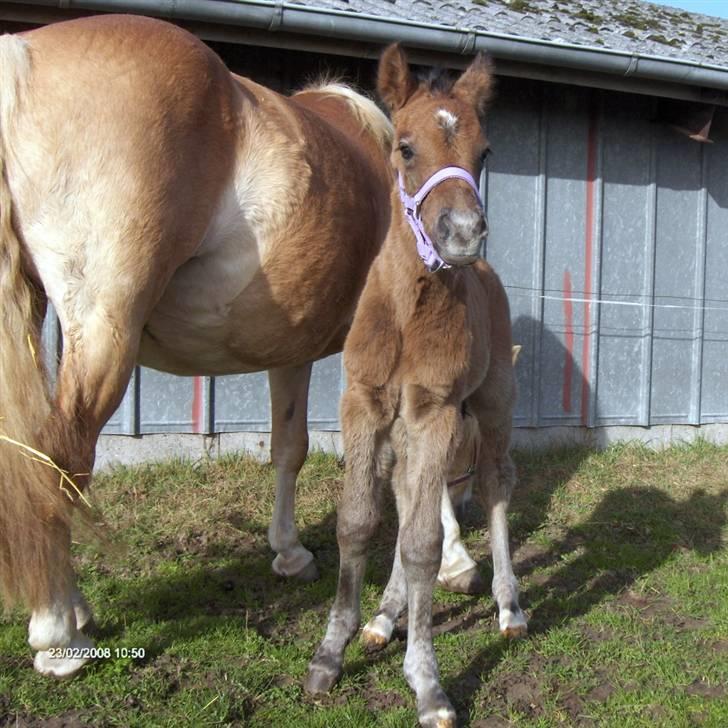 Anden særlig race Elbækgaards Amadeus *RIP* - D. 23/2-08 Ude for første gang i sit liv. 1 dag gammel :-) billede 6