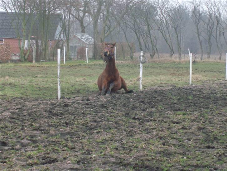 Traver Dear Marika  Himmel hest ( savnet meget) - man kan også sede på røven når man hedder marika<3 billede 18