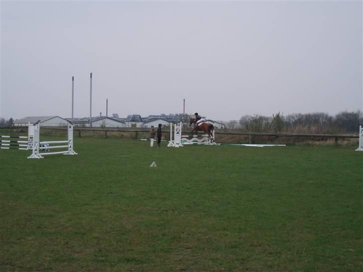 Welsh Cob (sec D) | Bjirmens Nynke | - Velkommen til Bjirmen´s Nynke´s profil<3 billede 1