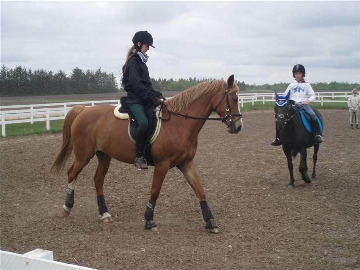 Welsh Cob (sec D) | Bjirmens Nynke | - Rider dressur<3 billede 3