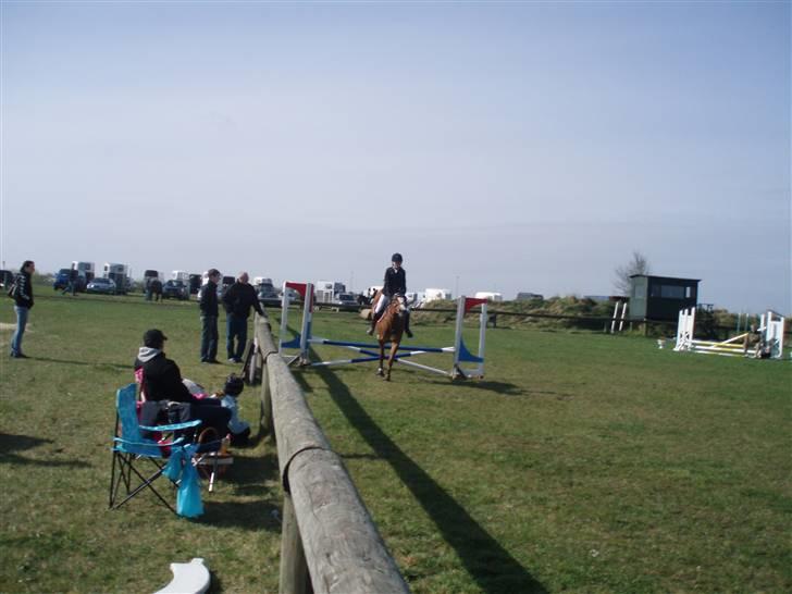 Welsh Cob (sec D) | Bjirmens Nynke | - springet inden jeg styrtede<33 billede 5