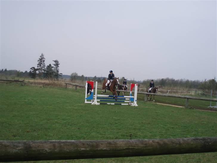 Welsh Cob (sec D) | Bjirmens Nynke | - dagen efter styrtet hvor Malene red hende fordi jeg ikke selv måtte<33333 billede 6