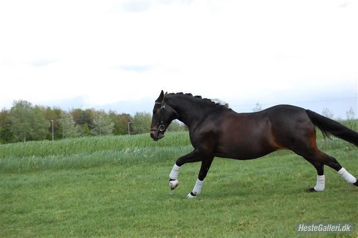 Anden særlig race Invincible (Andrea) <3 - 12) Fotograf: Amalie Knudsen billede 12