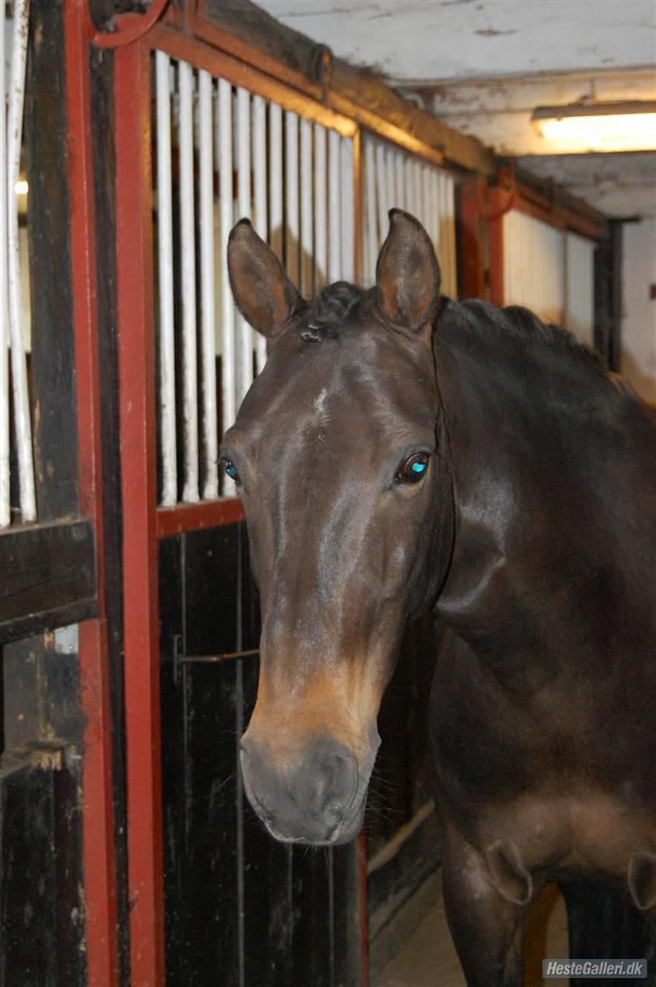 Anden særlig race Invincible (Andrea) <3 - 13) Fotograf: Amalie Knudsen billede 13