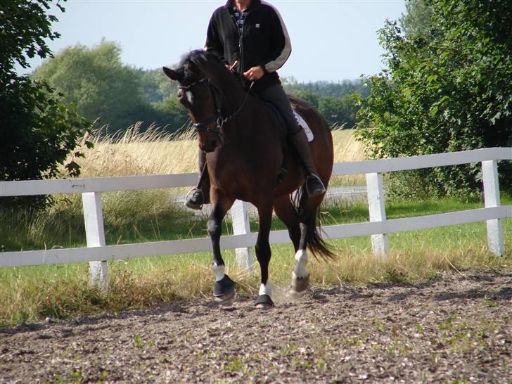 Trakehner  Viva - Lars andersen oppe på Viva billede 18