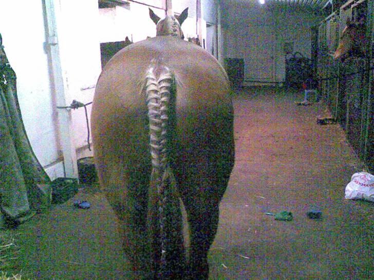 Welsh Cob (sec D) | Bjirmens Nynke | - Halen skal da også flettes* :) billede 9