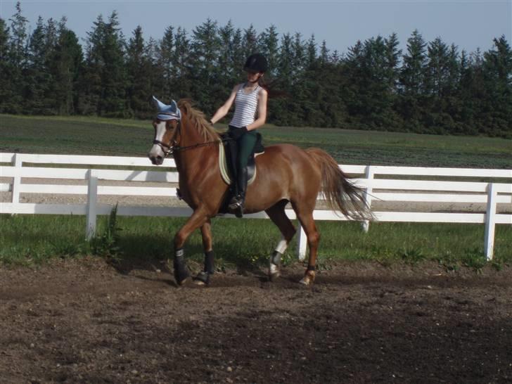 Welsh Cob (sec D) | Bjirmens Nynke | - fine, fine Nynke<3 billede 10