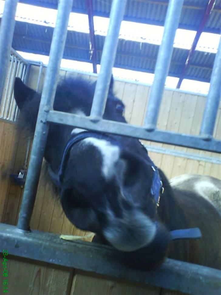 DSP Ca-pia *Død* <3 - Hun kunne ikke lige nå godbidden :) billede 20