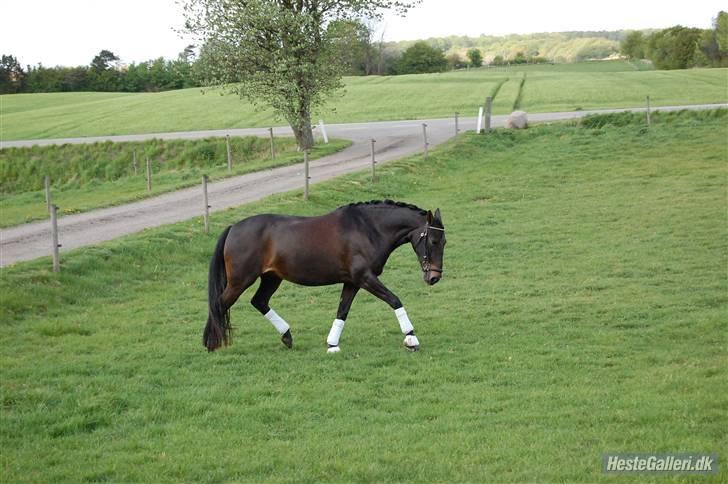 Anden særlig race Invincible (Andrea) <3 - 14) Fotograf: Amalie Knudsen billede 14