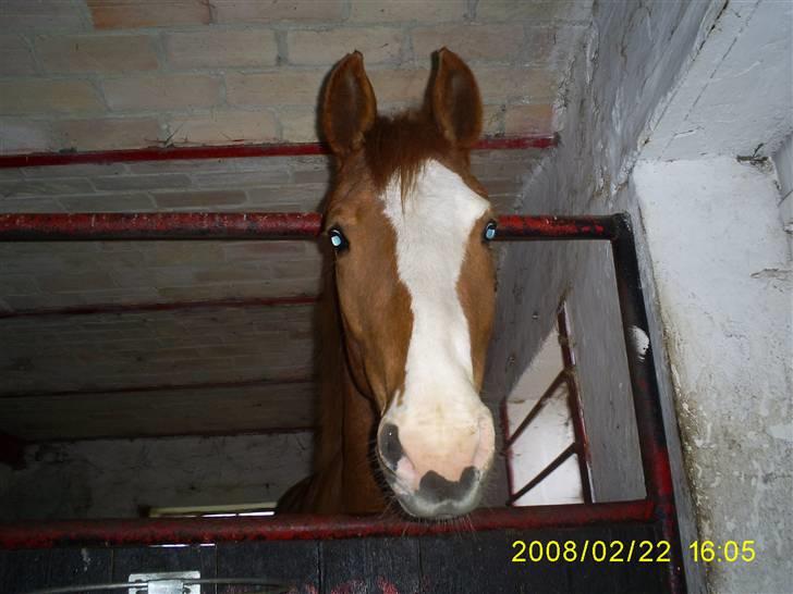 Frederiksborg Sylvester billede 4